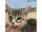 Adopt Xfinity a Domestic Short Hair