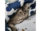 Adopt Charlotte 26091 a Siamese, Domestic Short Hair