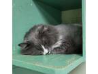 Adopt Ginger 26092 a Domestic Long Hair