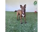 Adopt Kelly a Mixed Breed