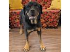 Adopt Wilma a Rottweiler