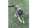 Adopt Shelby a Mixed Breed