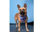 Adopt Essya a German Shepherd Dog, Mixed Breed