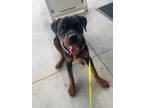 Adopt Rocko - IN FOSTER a Rottweiler