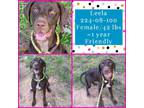 Adopt 2024-08-100 *Leela* a German Shorthaired Pointer