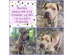 Adopt 2024-08-075 *Harley* a Shar-Pei