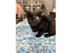 Adopt Pilot a Domestic Short Hair
