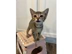 Adopt Muffy a Domestic Short Hair