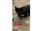 Adopt Eleven a Domestic Short Hair