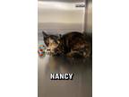 Adopt Nancy a Domestic Short Hair