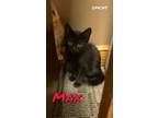 Adopt Max a Domestic Short Hair