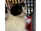 Adopt Reagan a Domestic Long Hair