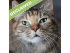 Adopt Sage a Domestic Short Hair