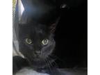 Adopt Kitty purry a American Shorthair