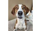 Adopt Addie a Hound