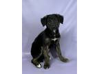 Adopt Padme a Bernese Mountain Dog, Mixed Breed