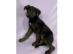 Adopt Pippa a Bernese Mountain Dog, Mixed Breed