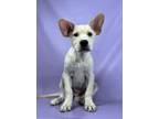 Adopt Presta a Bernese Mountain Dog, Mixed Breed
