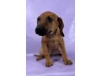 Adopt Debbie a Foxhound, Mixed Breed
