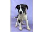 Adopt Scallop a Australian Shepherd, Mixed Breed