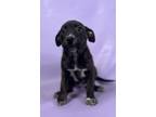 Adopt Harley a English Shepherd, Mixed Breed