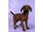 Adopt Destiny a Foxhound, Mixed Breed