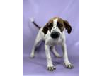 Adopt Flossy a Beagle, Mixed Breed