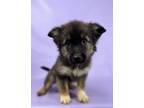 Adopt Shrimp a Australian Shepherd, Mixed Breed