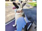 Adopt Plume a Husky, Shepherd
