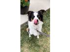 Adopt Sunflower a Border Collie, Australian Shepherd