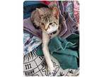 Adopt Ruby a Domestic Short Hair
