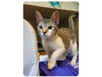 Adopt Emerald a Domestic Short Hair