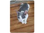 Adopt Opal a Domestic Short Hair