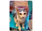 Adopt Diamond a Domestic Short Hair