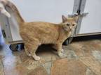 Adopt Dreamsicle a Domestic Short Hair