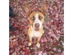 Adopt Foxy a Husky