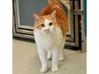 Adopt Cuddles a Domestic Short Hair