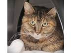 Adopt Reba a Domestic Short Hair