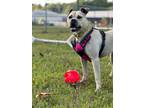Adopt Kala a Boxer, Labrador Retriever
