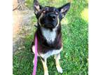 Adopt Sadie a German Shepherd Dog