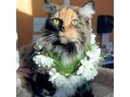 Adopt Harley a Domestic Short Hair
