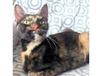 Adopt Sharpay a Domestic Short Hair