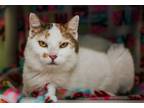 Adopt Apple Crisp a Domestic Short Hair