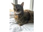 Adopt Reece a Domestic Short Hair