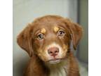 Adopt Kamari a Australian Shepherd