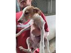 Adopt Wilma a Mountain Cur