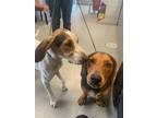 Adopt Ferb a Coonhound
