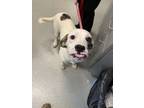 Adopt Hannah a Great Pyrenees