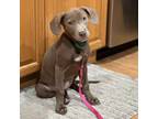 Adopt Danika a Weimaraner, Labrador Retriever