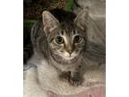 Adopt Maggie a Domestic Short Hair